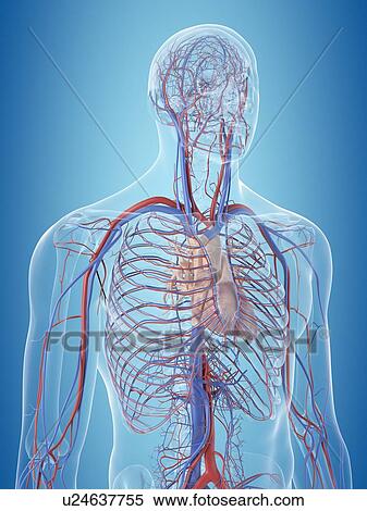 Stock Photography - Human cardiovascular system, computer illustration.. Fotosearch