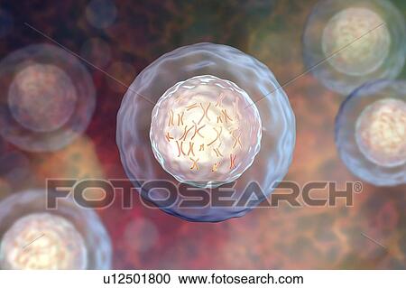 Stock Image - Human cell with chromosomes, illustration. Chromosomes, which consist of two identical chromatids joined at a centromere (light), are composed of deoxyribonucleic acid (DNA) coiled around proteins. DNA contains sections, called genes, which encode the.... Fotosearch