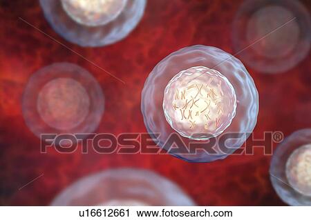 Human cell with chromosomes, illustration. Chromosomes, which consist of two identical chromatids joined at a centromere (light), are composed of deoxyribonucleic acid (DNA) coiled around proteins. DNA contains sections, called genes, which encode the... View Large Photo Image Stock Image - Human cell with chromosomes, illustration. Chromosomes, which consist of two identical chromatids joined at a centromere (light), are composed of deoxyribonucleic acid (DNA) coiled around proteins. DNA contains sections, called genes, which encode the.... Fotosearch