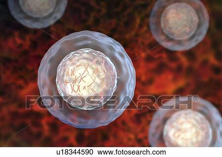 Human cell with chromosomes, illustration. Chromosomes, which consist of two identical chromatids joined at a centromere (light), are composed of deoxyribonucleic acid (DNA) coiled around proteins. DNA contains sections, called genes, which encode the... View Large Photo Image Stock Image - Human cell with chromosomes, illustration. Chromosomes, which consist of two identical chromatids joined at a centromere (light), are composed of deoxyribonucleic acid (DNA) coiled around proteins. DNA contains sections, called genes, which encode the.... Fotosearch