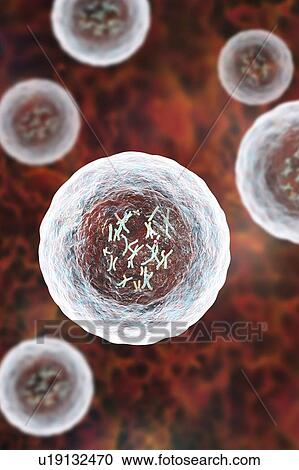 Human cell with chromosomes, illustration. Chromosomes, which consist of two identical chromatids joined at a centromere (light), are composed of deoxyribonucleic acid (DNA) coiled around proteins. DNA contains sections, called genes, which encode the... View Large Photo Image Stock Image - Human cell with chromosomes, illustration. Chromosomes, which consist of two identical chromatids joined at a centromere (light), are composed of deoxyribonucleic acid (DNA) coiled around proteins. DNA contains sections, called genes, which encode the.... Fotosearch