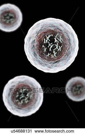 Stock Image - Human cell with chromosomes, illustration. Chromosomes, which consist of two identical chromatids joined at a centromere (light), are composed of deoxyribonucleic acid (DNA) coiled around proteins. DNA contains sections, called genes, which encode the.... Fotosearch
