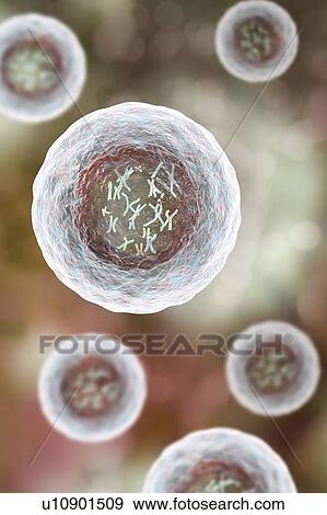 Stock Photo - Human cell with chromosomes, illustration. Chromosomes, which consist of two identical chromatids joined at a centromere (light), are composed of deoxyribonucleic acid (DNA) coiled around proteins. DNA contains sections, called genes, which encode the.... Fotosearch