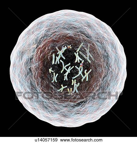 Human cell with chromosomes, illustration. Chromosomes, which consist of two identical chromatids joined at a centromere (light), are composed of deoxyribonucleic acid (DNA) coiled around proteins. DNA contains sections, called genes, which encode the... View Large Photo Image Stock Photo - Human cell with chromosomes, illustration. Chromosomes, which consist of two identical chromatids joined at a centromere (light), are composed of deoxyribonucleic acid (DNA) coiled around proteins. DNA contains sections, called genes, which encode the.... Fotosearch