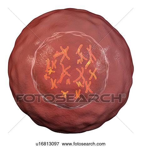 Stock Photo - Human cell with chromosomes, illustration. Chromosomes, which consist of two identical chromatids joined at a centromere (light), are composed of deoxyribonucleic acid (DNA) coiled around proteins. DNA contains sections, called genes, which encode the.... Fotosearch