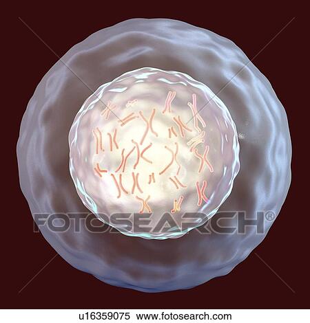 Human cell with chromosomes, illustration. Chromosomes, which consist of two identical chromatids joined at a centromere (light), are composed of deoxyribonucleic acid (DNA) coiled around proteins. DNA contains sections, called genes, which encode the... View Large Photo Image Stock Photography - Human cell with chromosomes, illustration. Chromosomes, which consist of two identical chromatids joined at a centromere (light), are composed of deoxyribonucleic acid (DNA) coiled around proteins. DNA contains sections, called genes, which encode the.... Fotosearch