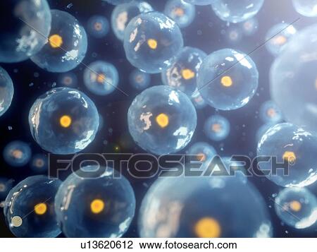 Stock Image - Human cells, computer illustration.. Fotosearch