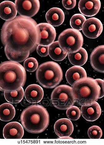 Stock Image - Human cells, computer illustration.. Fotosearch