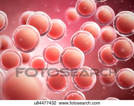 Human cells, computer illustration. View Large Photo Image Stock Image - Human cells, computer illustration.. Fotosearch