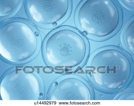 Stock Photo - Human cells, computer illustration.. Fotosearch