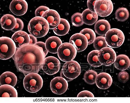 Stock Photo - Human cells, computer illustration.. Fotosearch