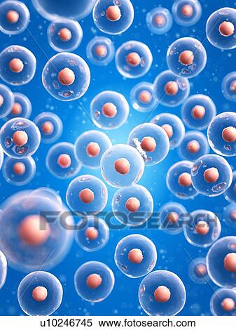 Stock Photography - Human cells, computer illustration.. Fotosearch