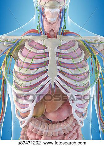 Stock Image - Human chest anatomy, computer illustration.. Fotosearch