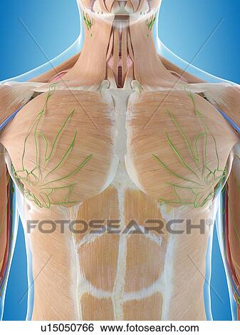 Stock Photograph - Human chest anatomy, computer illustration.. Fotosearch