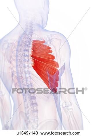 Stock Image - Human chest muscles, computer artwork.. Fotosearch
