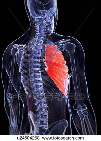 Stock Photo - Human chest muscles, computer artwork.. Fotosearch