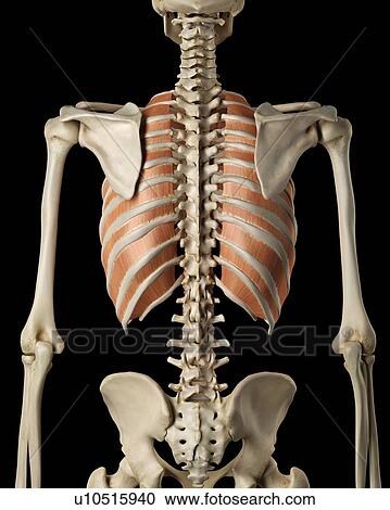 Human chest muscles, computer illustration. View Large Photo Image Stock Image - Human chest muscles, computer illustration.. Fotosearch