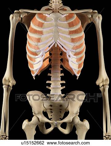 Human chest muscles, computer illustration. View Large Photo Image Stock Image - Human chest muscles, computer illustration.. Fotosearch