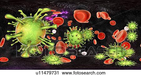 Stock Image - Human cytomegalovirus (HCMV) in blood, 360-degree panorama view, computer illustration. HCMV is a member of the herpesvirus family. It has a high infection rate and is a major cause of disease in vulnerable newborns and immunocompromised patients, but.... Fotosearch