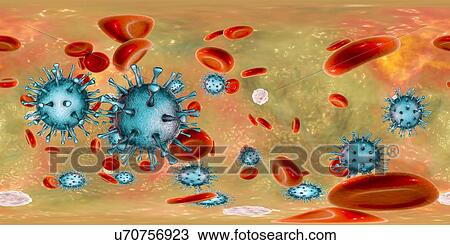 Stock Image - Human cytomegalovirus (HCMV) in blood, 360-degree panorama view, computer illustration. HCMV is a member of the herpesvirus family. It has a high infection rate and is a major cause of disease in vulnerable newborns and immunocompromised patients, but.... Fotosearch