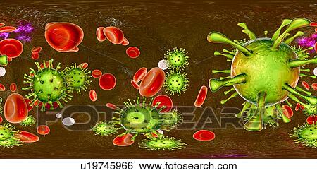 Stock Photograph - Human cytomegalovirus (HCMV) in blood, 360-degree panorama view, computer illustration. HCMV is a member of the herpesvirus family. It has a high infection rate and is a major cause of disease in vulnerable newborns and immunocompromised patients, but.... Fotosearch