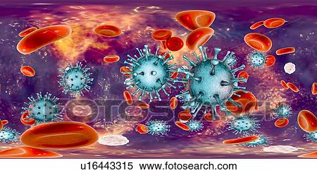 Stock Photography - Human cytomegalovirus (HCMV) in blood, 360-degree panorama view, computer illustration. HCMV is a member of the herpesvirus family. It has a high infection rate and is a major cause of disease in vulnerable newborns and immunocompromised patients, but.... Fotosearch