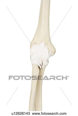 Stock Image - Human elbow joint, computer illustration.. Fotosearch