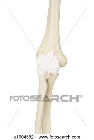 Human elbow joint, computer illustration. View Large Photo Image Stock Image - Human elbow joint, computer illustration.. Fotosearch