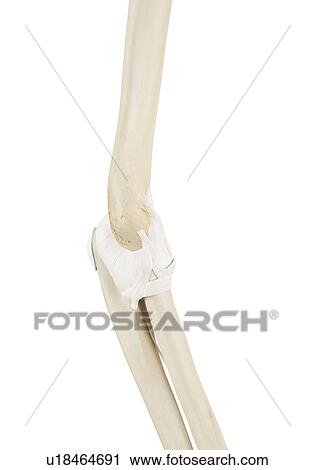 Stock Image - Human elbow joint, computer illustration.. Fotosearch