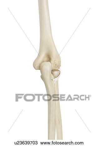 Human elbow joint, computer illustration. View Large Photo Image Stock Image - Human elbow joint, computer illustration.. Fotosearch