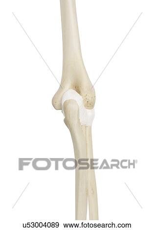 Human elbow joint, computer illustration. View Large Photo Image Stock Photo - Human elbow joint, computer illustration.. Fotosearch