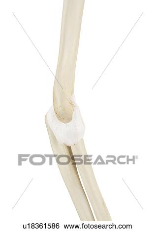 Human elbow joint, computer illustration. View Large Photo Image Stock Photograph - Human elbow joint, computer illustration.. Fotosearch