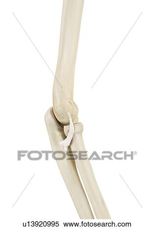Stock Photography - Human elbow joint, computer illustration.. Fotosearch
