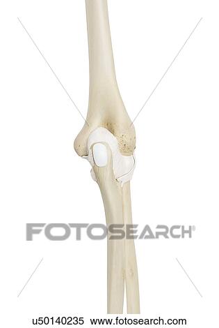 Human elbow joint, computer illustration. View Large Photo Image Stock Photography - Human elbow joint, computer illustration.. Fotosearch