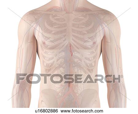 Stock Photograph - Human esophageal arteries, computer illustration.. Fotosearch