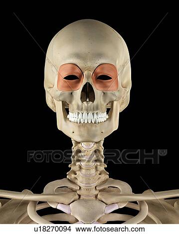 Human facial muscles, computer illustration. View Large Photo Image Picture - Human facial muscles, computer illustration.. Fotosearch