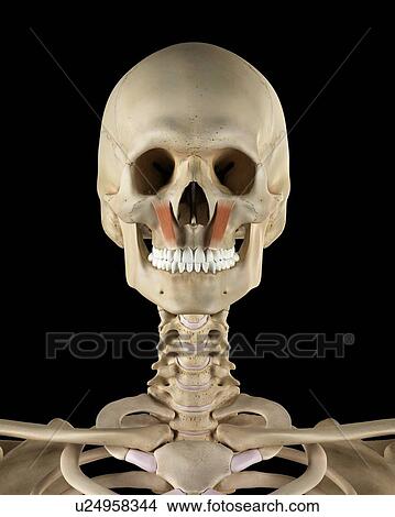 Picture - Human facial muscles, computer illustration.. Fotosearch