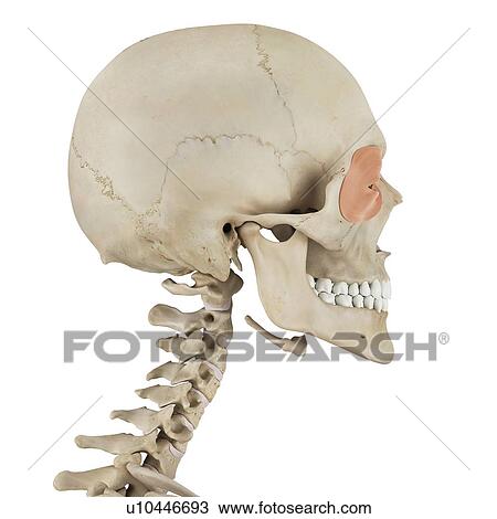 Stock Image - Human facial muscles, computer illustration.. Fotosearch