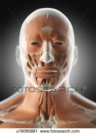 Human facial muscles, computer illustration. View Large Photo Image Stock Image - Human facial muscles, computer illustration.. Fotosearch