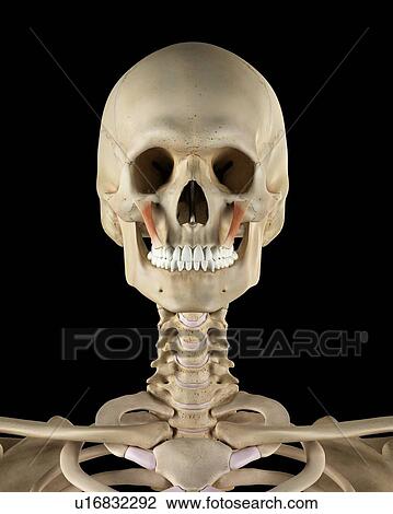 Stock Image - Human facial muscles, computer illustration.. Fotosearch