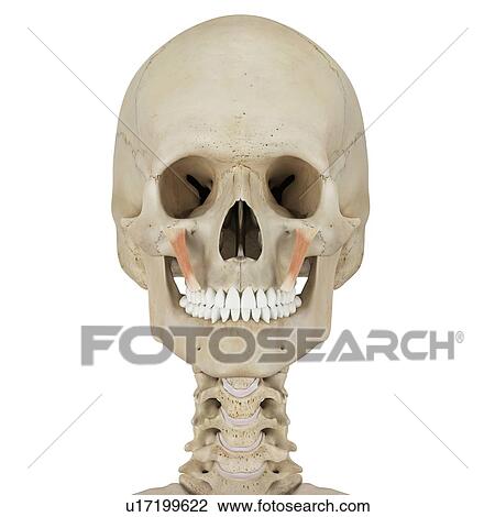 Stock Image - Human facial muscles, computer illustration.. Fotosearch