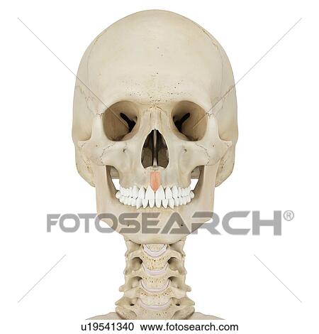 Human facial muscles, computer illustration. View Large Photo Image Stock Image - Human facial muscles, computer illustration.. Fotosearch