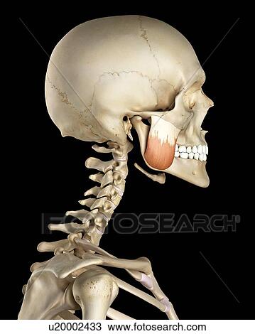 Human facial muscles, computer illustration. View Large Photo Image Stock Image - Human facial muscles, computer illustration.. Fotosearch