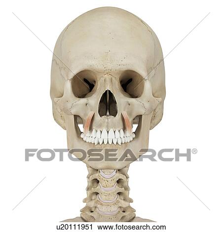 Human facial muscles, computer illustration. View Large Photo Image Stock Image - Human facial muscles, computer illustration.. Fotosearch
