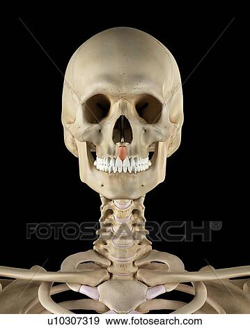 Human facial muscles, computer illustration. View Large Photo Image Stock Photo - Human facial muscles, computer illustration.. Fotosearch