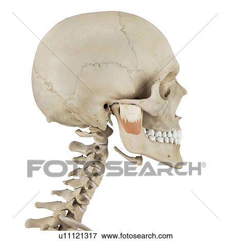 Human facial muscles, computer illustration. View Large Photo Image Stock Photo - Human facial muscles, computer illustration.. Fotosearch