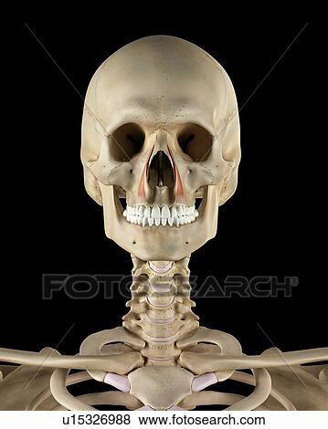 Human facial muscles, computer illustration. View Large Photo Image Stock Photo - Human facial muscles, computer illustration.. Fotosearch