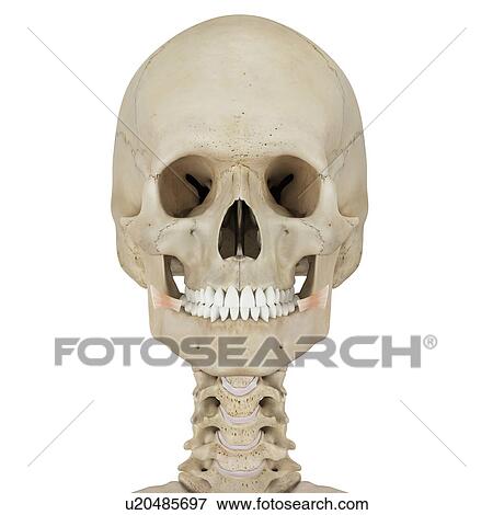Stock Photo - Human facial muscles, computer illustration.. Fotosearch