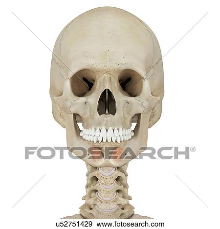 Stock Photo - Human facial muscles, computer illustration.. Fotosearch