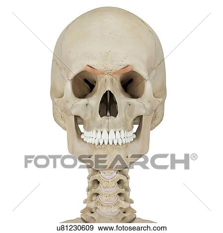 Human facial muscles, computer illustration. View Large Photo Image Stock Photo - Human facial muscles, computer illustration.. Fotosearch